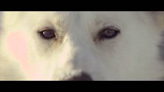 Sleigh Dogs Husse Commercial [upl. by Ramburt86]