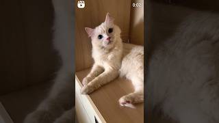 Cute Cat With Different Colored Eyes cat kitten eyestrending catvideos shorts [upl. by Guidotti587]