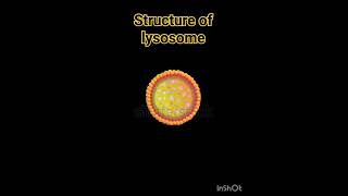 Structure of lysosome lysosomes structure  Lysosome Structure And Functions  Class 11 Biology [upl. by Anaujal]