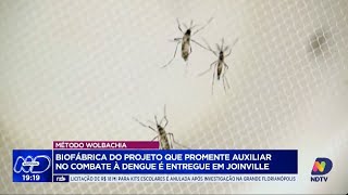 Método Wolbachia chega a Joinville para combate eficaz contra a dengue [upl. by Lydnek550]