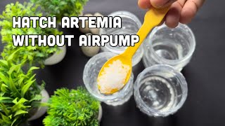 Brine Shrimp Hatching without air pump  Artemia hatching method without Airpump [upl. by Gaudet]