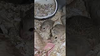 Daddy Duprasi meet his 3 baby girls and wife after 1 month cute hamsterbabies pets [upl. by Avilys]