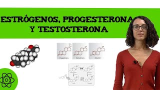 Estrógenos progesterona y testosterona 👨👩 [upl. by Noitsuj]