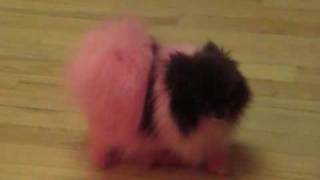 Boo the Pink Pomeranian [upl. by Ahsikam]