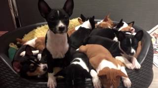 14 basenji puppies at Kingwanas Basenjis [upl. by Eelrahs]