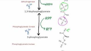 Glycolysis [upl. by Nunciata]