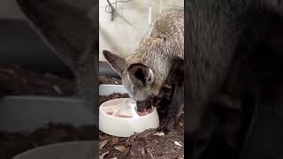 Bat Eared Fox Kits are a Month Old and Trying Solid Food  Cincinnati Zoo shorts [upl. by Renado]