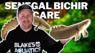 Senegal Bichir Care Guide  Feeding Care Tank Set Up and Breeding Dinosaur Bichir Fish [upl. by Loar]