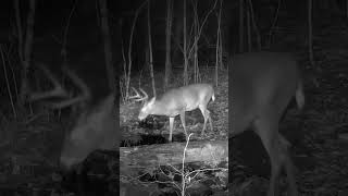 White tailed deer catches a scent deer wildontario wildlife ontarionature [upl. by Eetsirk158]