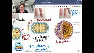 Lipids and The Hydrophobic Effect [upl. by Oiziruam]