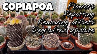 Copiapoa flowers repotting removing offsets degrafted cactus update stinky flower [upl. by Binette]