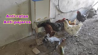 Nuevo comedero antiratas y pajaros para gallinas [upl. by Inat]