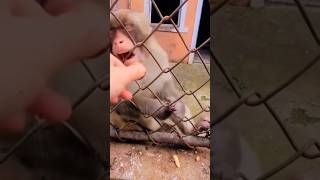 MONO ENOJADO monkey funny funnyanimals funnycreatures animals funnypets beautiful shorts [upl. by Hcurob]