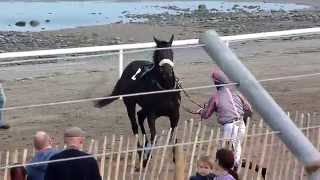 Racehorse Spooked  Laytown Rodeo 2014 [upl. by Chinua665]