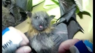 Rescuing a baby bat in the middle of the night this is Goosebumps [upl. by Aisaim]