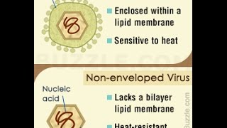 Difference Between Enveloped and Non enveloped Viruses [upl. by Wolfgram]