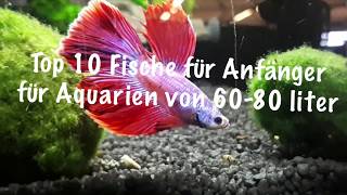 10 Fische für kleine Aquarien 60l  80l die für Anfänger geeignet sind [upl. by Maddock]