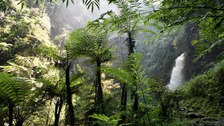 Nyungwe National Park  Rwanda [upl. by Alphard]