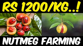 Nutmeg Farming  Nutmeg Cultivation [upl. by Millburn]