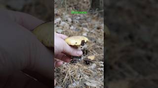 Маслюк звичайний Suillus luteus mushroom ліс nature mushroomforest fungi [upl. by Ielarol485]