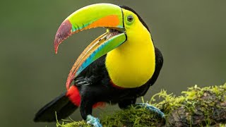 Interesting facts about toucans [upl. by Witkin]