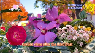 Garden views after the third frost Mainly Chrysanthemums Roses Hydrangeas Iris etc garden [upl. by Eivets545]