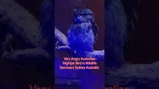 Very Angry Australian Nightjar Bird in Wildlife Sanctuary Sydney Australia australia sydney [upl. by Dalenna]