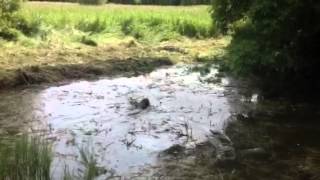 Cocker Spaniel Gundog  Steadiness Training [upl. by Allesor]