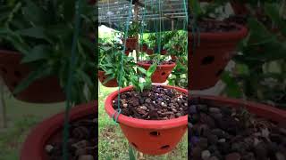 How to Grow Orchids Orchids Flowers [upl. by Leonidas]