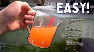 How to Hatch Brine Shrimp Eggs the Easiest Way [upl. by Noonan33]