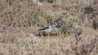 Blackwinged Stilt Cavaliere dItalia Himantopus himantopus [upl. by Elleirad253]