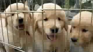 Golden Retriever Puppies [upl. by Trini228]