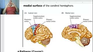 Anatomy of CNS Module in Arabic 2024 Pyramidal tract by Dr Wahdan [upl. by Ro174]