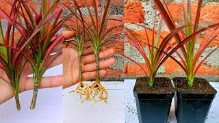 How to grow Dracaena plants from cuttings  dracaena marginata [upl. by Rahr]