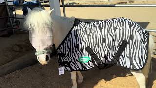 Lt Rowdy with his new zebra print fly sheet 61924 [upl. by Gina]