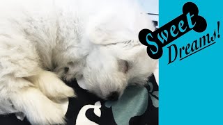 Dog Barking Soothe Your Pet Now with Calming White Noise  Dog Sleep Sounds 10 Hours [upl. by Gregson]