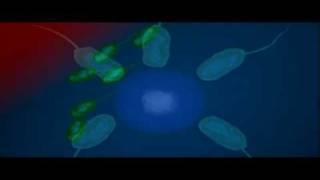 Bacteria Shape  Biology  Bacteriology [upl. by Wyler]