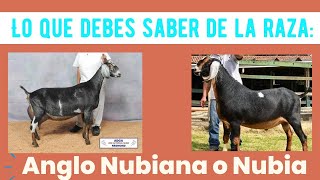 Lo que debes saber de la raza Anglo nubiana o Nubia [upl. by Orsa]