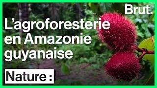 Lagroforesterie en Amazonie guyanaise [upl. by Arlyn]