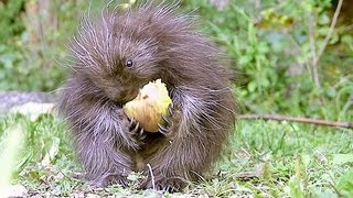 A baby porcupine and her apple Top contender for worlds cutest baby animal Video [upl. by Eiddal531]