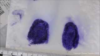 LeucoCrystal Violet Forensic Applications [upl. by Damour]