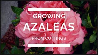 How to propagate an Azalea from cuttings [upl. by Archie38]