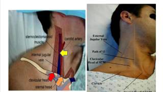 Jugular venous pulse anatomical aspects [upl. by Yrakaz]