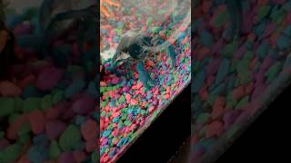 ￼crala the blue crayfish ￼ [upl. by Kieran]