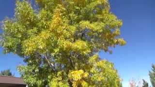 Arizona Ash in fall color  Fraxinus velutina [upl. by Claudia]