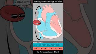 Pathway of Blood Through the Heart  Amoeba Sisters Shorts biology circulatorysystem [upl. by Ahsinej]