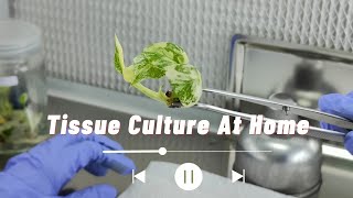 Tissue Culture 101 How to subculture Monstera Thai Constellation Tissue Culture At Home In Thailand [upl. by Gussy]