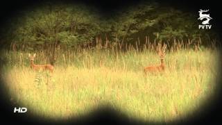 Őzbakvadászat a NyírerdőnélRoebuck hunting in Hungary Rehbockjagd in Ungarn [upl. by Eserehs]