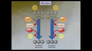 Glycolysis [upl. by Ahsaya]