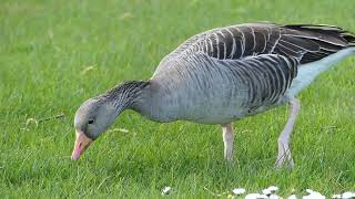 Greylag goose eats grass unperturbed  Graugans isst unbeirrt Grass [upl. by Blandina]